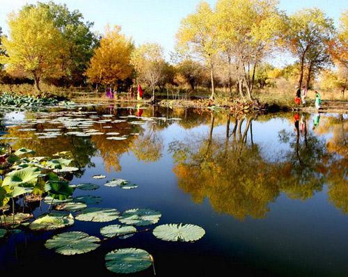 金胡楊国家森林公園