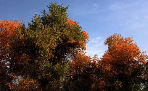 金胡楊国家森林公園