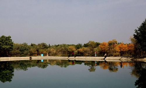 金胡楊国家森林公園