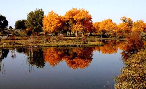 金胡楊国家森林公園
