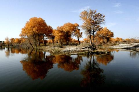 金胡楊国家森林公園