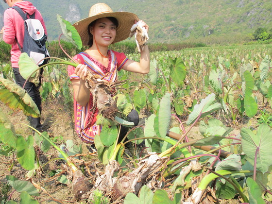 桂林荔浦で農家生活を体験します