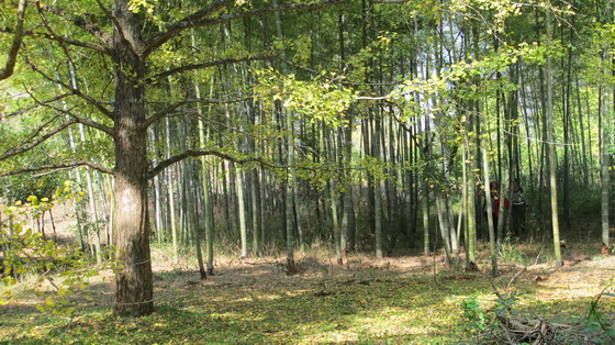 銀杏林の隣に竹林があります.桂林