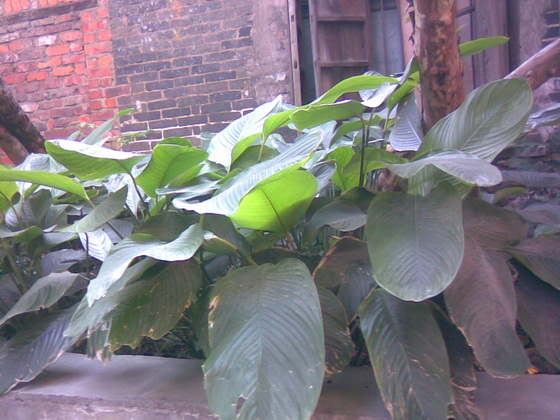 これは「粽葉」と言い