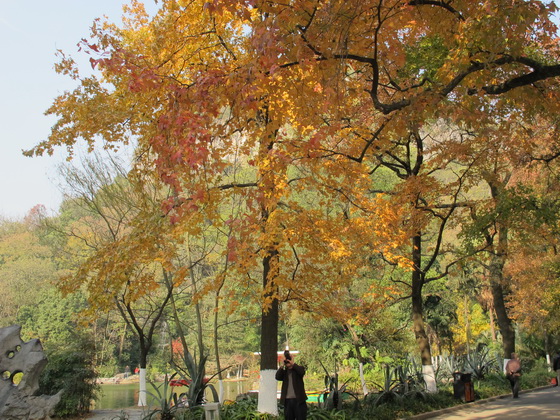 七星公園に紅葉の写真を撮る人がたくさん来ました