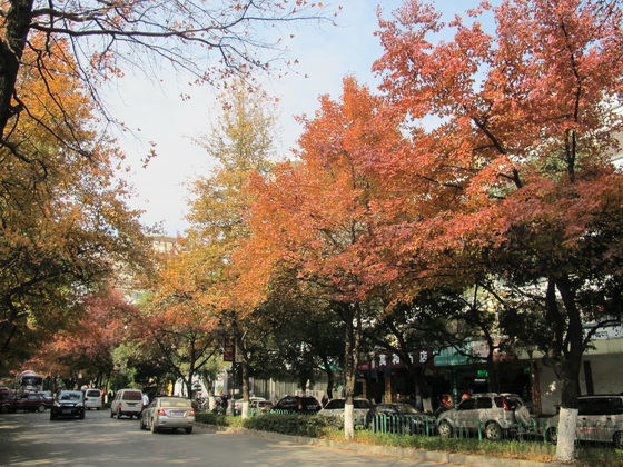 「三里店大円盤」辺りの綺麗な紅葉
