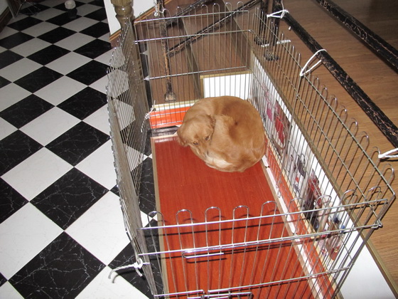 寒さに強いワンちゃんも寒さを感じています.桂林