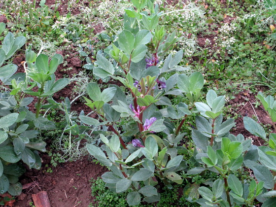 桂林油菜の花を見て