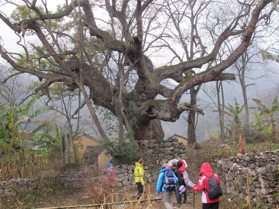 奇麗に咲いている蚕豆の花