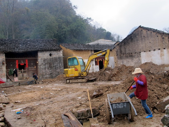 木の上に寄生するしだ植物だと分りました