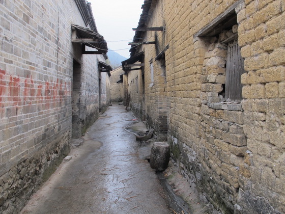 稲水田に牛が放し飼いしていました.桂林霊川県霊田郷