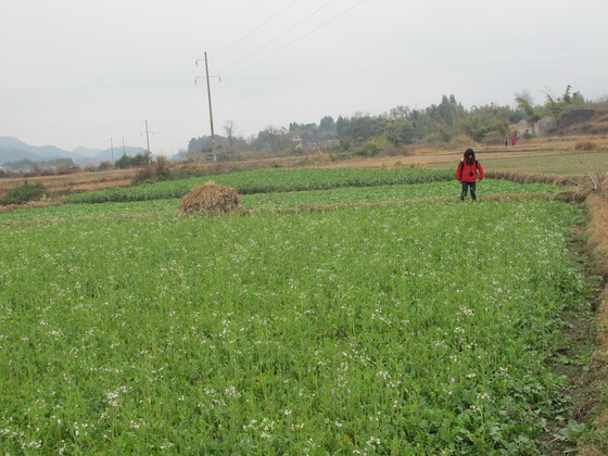 菜花は油を搾るためではなく