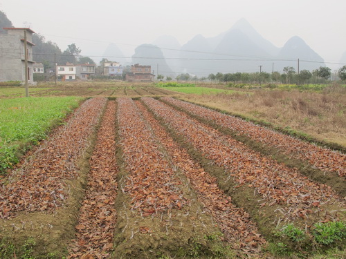 遇龍河.桂林旅行