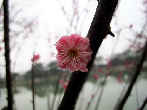 愛嬌のある花ですね.桂林観光