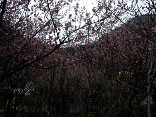 春爛漫の穿山の麓の景色.桂林観光