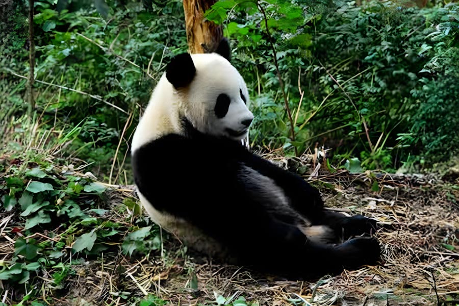 雅安碧峰峡パンダ研究センターと上里古鎮日帰り観光