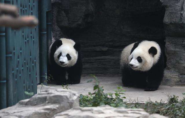 北京動物園の新メンバー