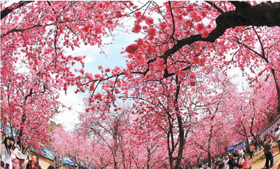雲南昆明で桜が満開　円通山に観光客がいっぱい