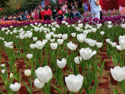 お正月に桂林訾洲公園でチューリップ展が開催