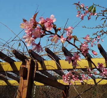 桂林南渓山公園で冬桜が満開、観光客が足を運んできています