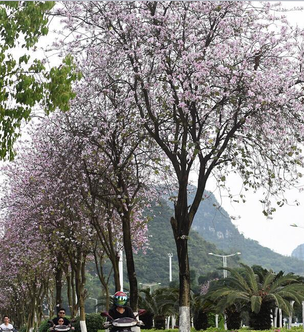 柳州で清明節に素晴らしき春景色、バウヒニアが満開