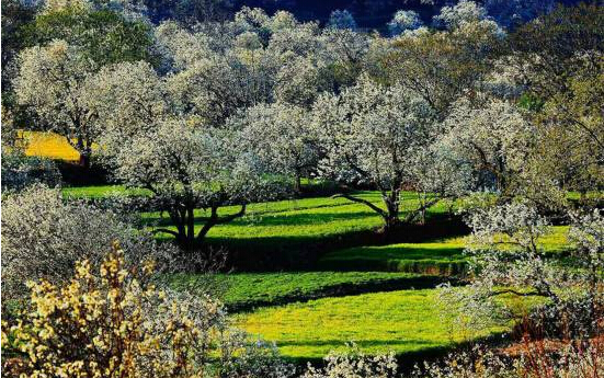 雲南大理で梨の花が満開、花の海で輝く田舎風景